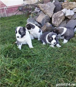 Pui ciobanesc de asia centrala alabai  - imagine 5 Pui ciobanesc de asia centrala alabai  - imagine 5