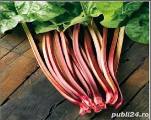 RUBARBA seminte