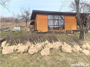 Vand mesteacan - imagine 3