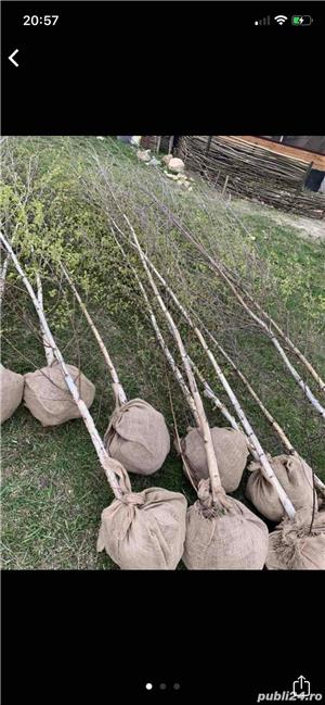 Vand mesteacan - imagine 2