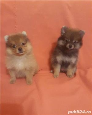 Pui de spitz pomeranian - imagine 2