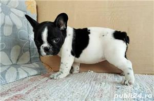 Pui de bulldog buldog francez - imagine 4