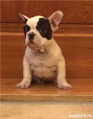 Pui de bulldog buldog francez - imagine 5