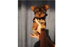 Pui yorki yorkie yorkshire terrier - imagine 4 Pui yorki yorkie yorkshire terrier - imagine 4