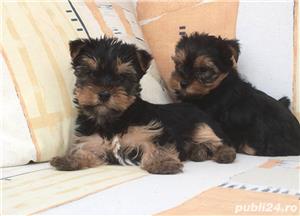 Pui yorki yorkie yorkshire terrier - imagine 3 Pui yorki yorkie yorkshire terrier - imagine 3