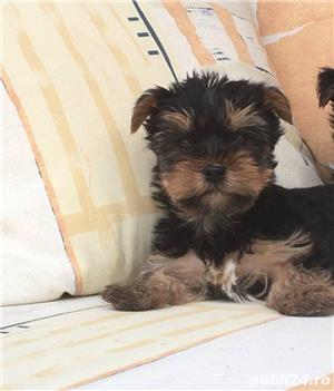 Pui yorki yorkie yorkshire terrier - imagine 2 Pui yorki yorkie yorkshire terrier - imagine 2