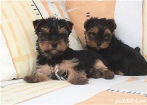 Pui yorki yorkie yorkshire terrier