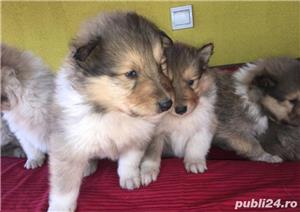 Pui ciobanesc scotian collie rough - imagine 4