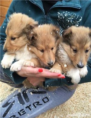 Pui ciobanesc scotian collie rough - imagine 5