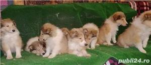 Pui ciobanesc scotian collie rough - imagine 3