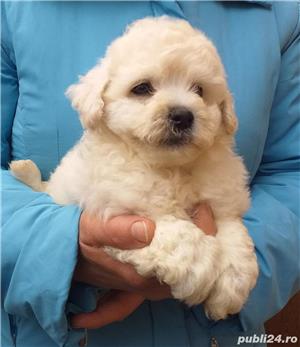 Pui bichon frise - imagine 2 Pui bichon frise - imagine 2