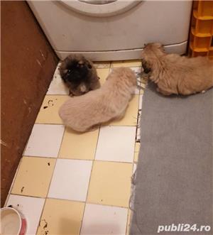 Pui de pechinez imperial - imagine 2