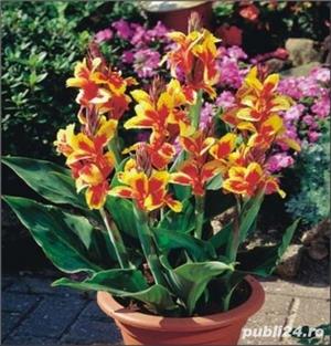 canna inalta/ itica diferite culori - bulbi - imagine 2