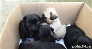 Pui de mops pug maro si negru - imagine 5