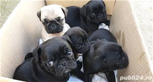 Pui de mops pug maro si negru - imagine 4