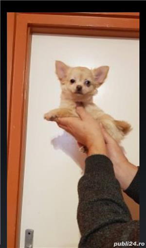 Pui de chihuahua cu par lung - imagine 3