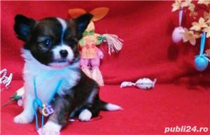 Pui de chihuahua cu par lung - imagine 2