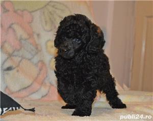 Pui caniche pudel canis - imagine 3