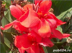 canna inalta/ itica diferite culori - bulbi - imagine 3