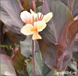 canna inalta/ itica diferite culori - bulbi - imagine 4