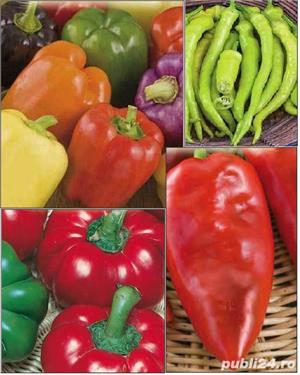 10seminte ardei bulgaresti, kapia, grasi diferite culori,gogosari/oferta:0,40grame mixt culori=10lei