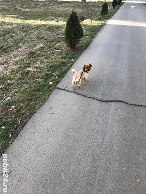 Caine pentru imperechiere - imagine 3 Caine pentru imperechiere - imagine 3