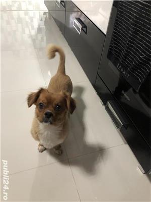 Caine pentru imperechiere - imagine 2 Caine pentru imperechiere - imagine 2