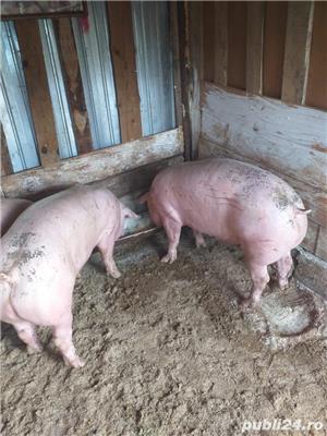 Vand Porci - imagine 2