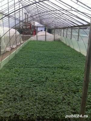 Vand rasaduri la pret de producator