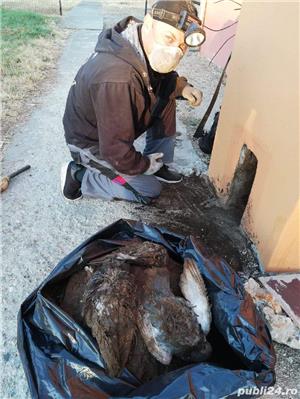 HORNAR (Cosar)Autorizat Asfoch - imagine 2