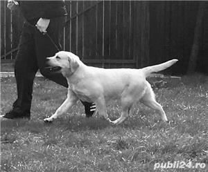 Labrador pui cu pedigree  - imagine 1