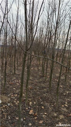 Vind mesteceni,platani,tei, salcie ,frasin ,stejar roșu - imagine 4