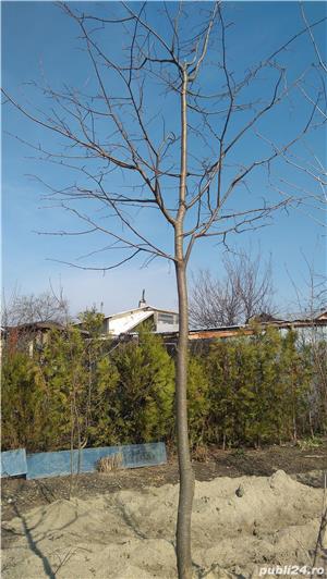 Vind mesteceni,platani,tei, salcie ,frasin ,stejar roșu - imagine 3