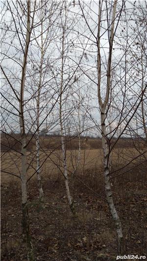 Vind mesteceni,platani,tei, salcie ,frasin ,stejar roșu - imagine 2