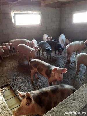 Porci 25-200 kg - imagine 2