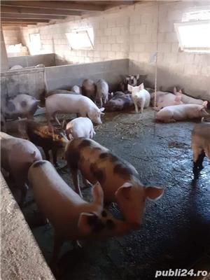 Porci 25-200 kg - imagine 4