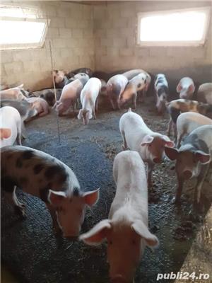 Porci 25-200 kg - imagine 3