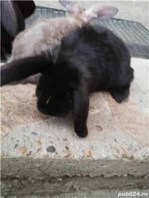 Pui de berbec german  - imagine 2