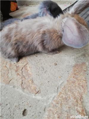 Pui de berbec german  - imagine 4