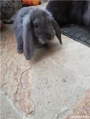 Pui de berbec german  - imagine 3