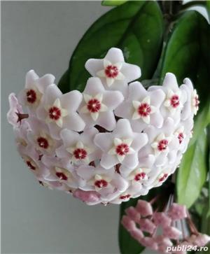 Hoya Carnosa (floarea de ceara) - imagine 5