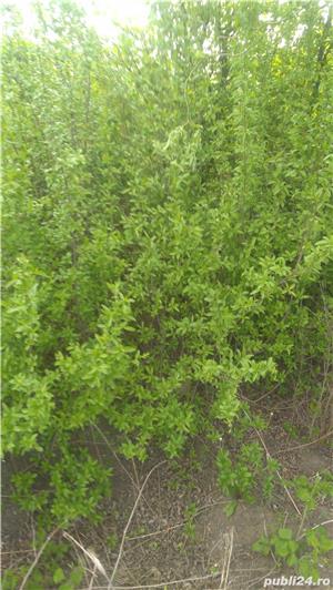 Vind brazi pt nunta; buxus pentru garduri vii - imagine 4