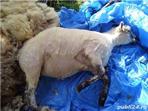 Masina de tuns Oi,UKRAINA,690 WATI,electrica Profesionala, Ovine,capre,caini - imagine 4