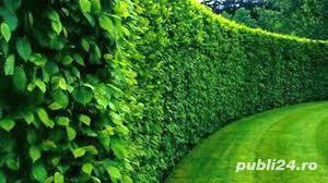 Tund gazon si gard viu