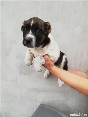 Pui de asia centrala alabai  - imagine 3 Pui de asia centrala alabai  - imagine 3