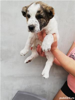 Pui de asia centrala alabai  - imagine 4 Pui de asia centrala alabai  - imagine 4