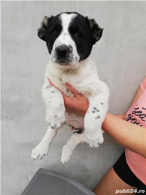 Pui de asia centrala alabai  - imagine 2 Pui de asia centrala alabai  - imagine 2