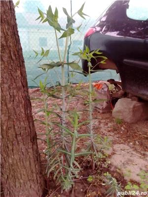 plante inpotriva cartitelor bio - imagine 4