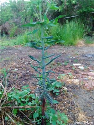 plante inpotriva cartitelor bio - imagine 5