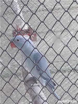 Papagali - imagine 3